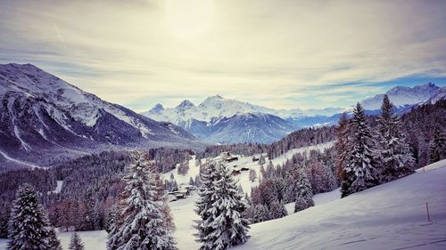 Trees on snowcapped mountains against sky