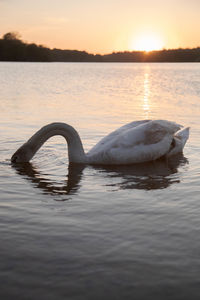 Swan swimming in a lake