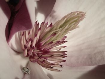 Close-up of white flowers