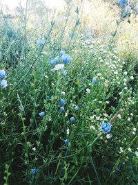 Flowers growing in field