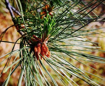 Close-up of pine tree