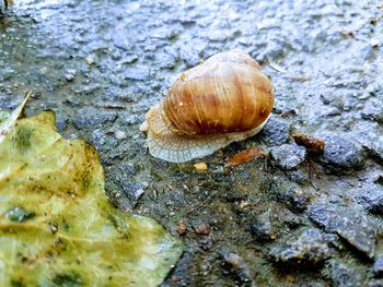 Close-up of snail on leaf