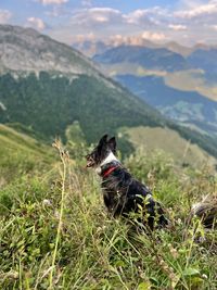 Dog on field