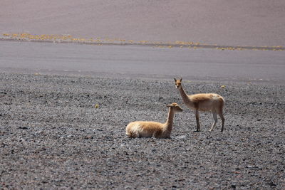 Side view of horse on field