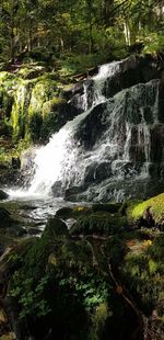 Scenic view of stream flowing through forest