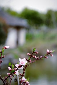 Close-up of flower