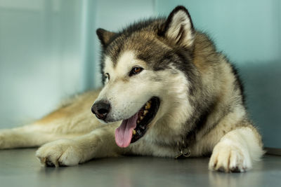 Close-up of malamute resting