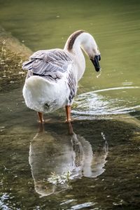 Side view of a bird in water