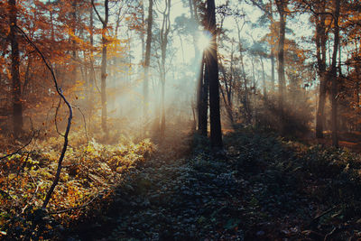 Sunlight streaming through trees in forest