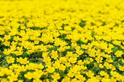 Ful frame of yellow meadow buttercups flowers background.