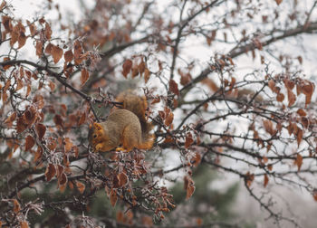 Close-up of squirrel in a tree