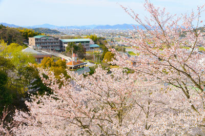 Cherry blossom tree by buildings in city against sky