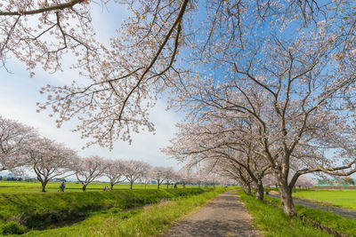 Cherry blossom trees along the river 
 kusaba river, chikuzen town, fukuoka prefecture