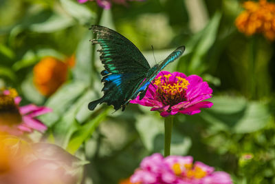 Close-up of butterfly pollinating on pink flower