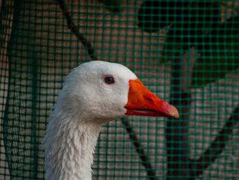 Close-up of bird in cage