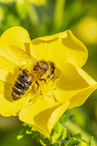 Close-up of bee pollinating on yellow flower