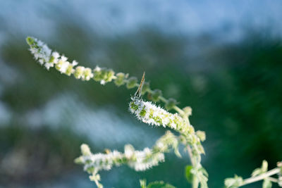 Close-up of frost on plant