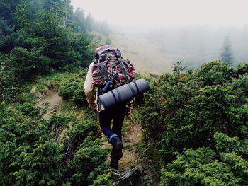 Rear view of backpacker walking in forest