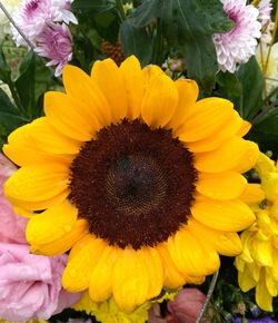 Close-up of fresh sunflower blooming outdoors