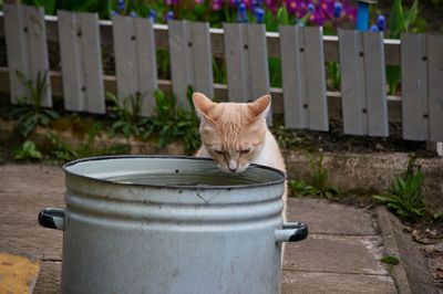 Portrait of cat in backyard