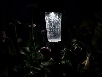 Close-up of illuminated plants in the dark