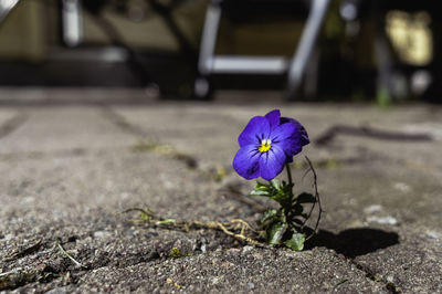 Close-up of a tiny pansy that manage to bloom in a tough environment . a true little fighter.