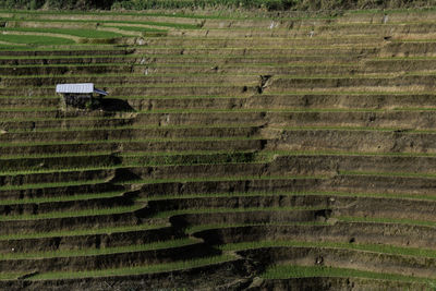 Rice paddy in northern thailand