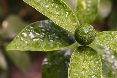 Green kumquat and green leaves