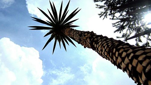 Low angle view of palm trees against cloudy sky