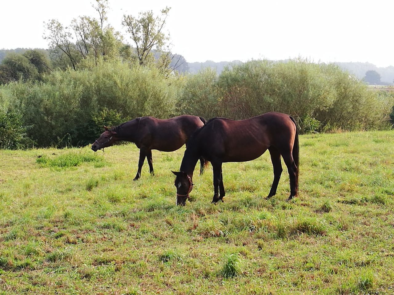 HORSE STANDING IN FIELD