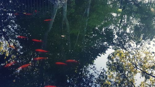 Reflection of trees in water