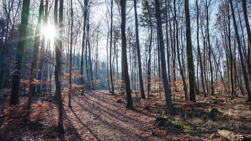 Sunlight streaming through trees in forest