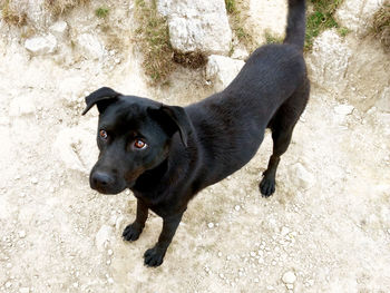 High angle view of black dog on land