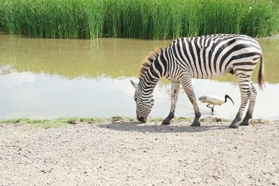 Zebra standing in a lake