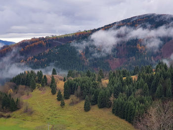 Panoramic shot of trees on landscape against sky