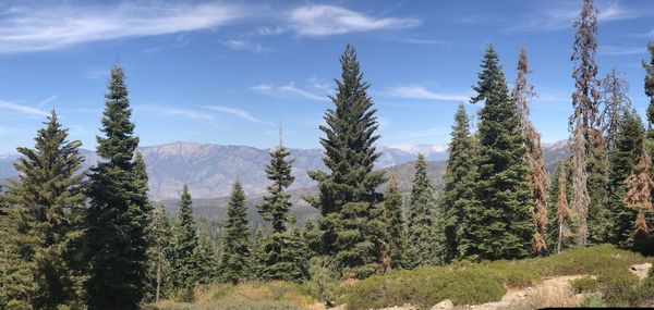 Pine trees in forest against sky