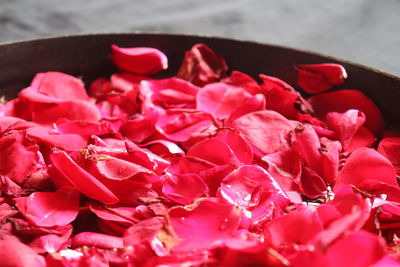 Close-up of red roses