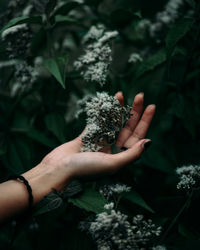 Close-up of woman hand holding flowers on plants