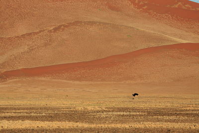 Mid distance of ostrich against sand dunes in naukluft national park