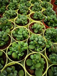 High angle view of vegetables for sale in market