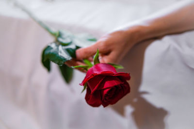 Midsection of bride holding rose