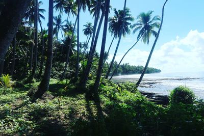 Scenic view of palm trees on beach against sky