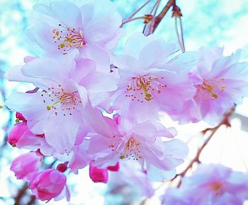 Close-up of pink cherry blossoms in spring