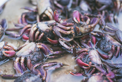 Close-up of fish for sale in market