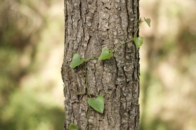 Close-up of lizard on tree trunk