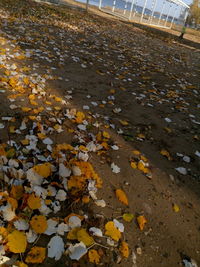 High angle view of autumn leaves on wet street