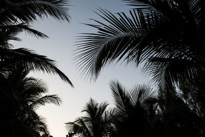 Low angle view of silhouette palm trees against sky