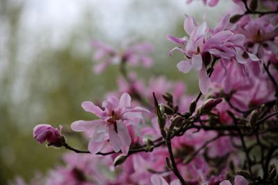 Close-up of pink flowers blooming outdoors