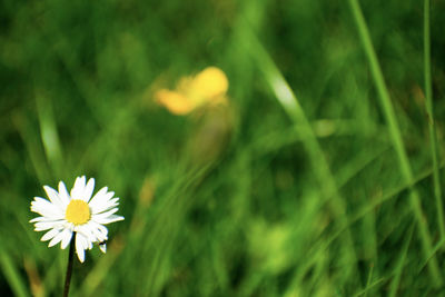 Close-up of white flowering plants on field