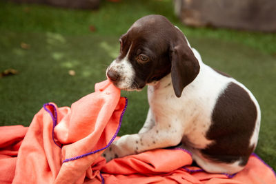 Little puppy of the french pointing dog breed playing with his blanket under the sun